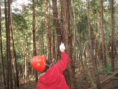 枝打ち作業