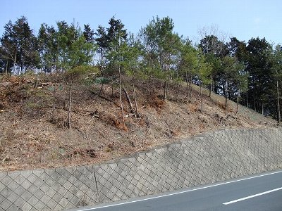 除間伐作業の実施