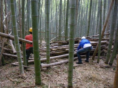 大変な倒竹の整理作業