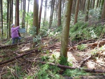 間伐で明るくなった林内