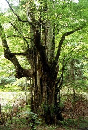 下谷の大桂