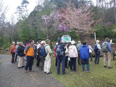 寒さのおかげ？サクラの花も観察