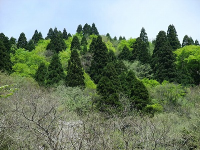 芦生原生林