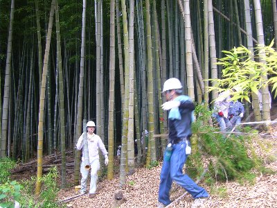 竹林から運び出す伐採した竹