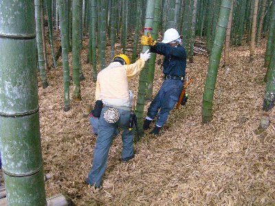 苦労しながら竹を伐採