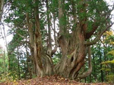 樹齢1000年超の伏条台杉