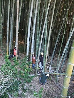 竹の環①小