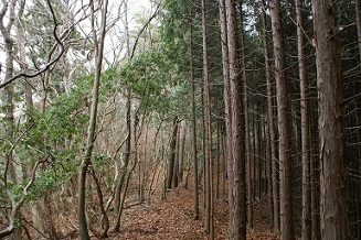 天然林と放置人工林