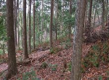 南丹市日吉町天若地内