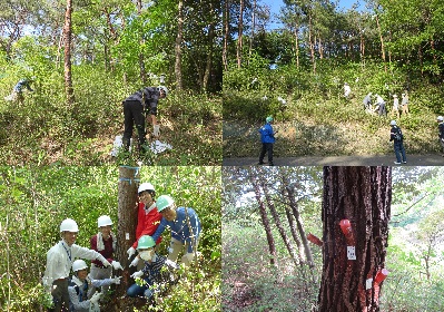 作業風景（下刈り、松くい虫予防ワクチン）