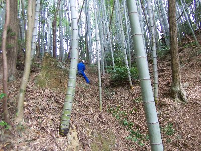 竹林の整備