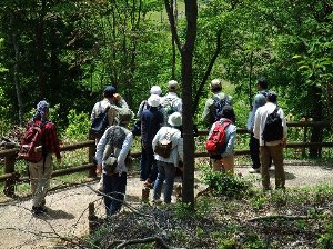 森林浴を楽しみながらの自然観察会