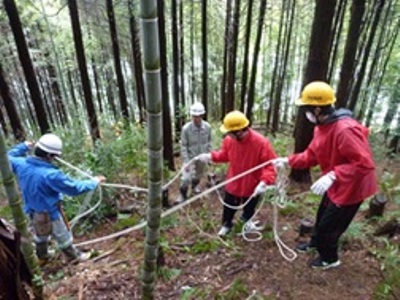 伐採作業の様子