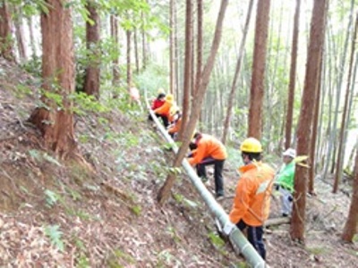 大きな竹を力を合わせて玉切りします。