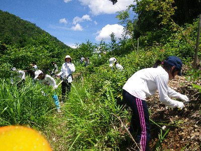 暑い中、森づくりに励みます