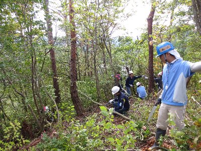 間伐、除伐、枝打ち、玉切りの様子