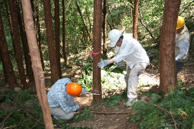 木の切り方を指導