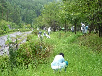 鎌を使って下草刈り