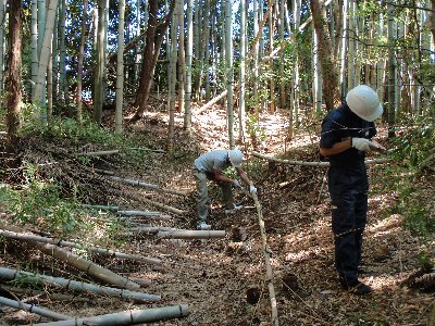 竹林を伐採中