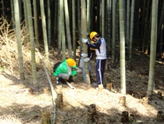 沢山生えすぎた竹を、間引くために切り倒して搬出します