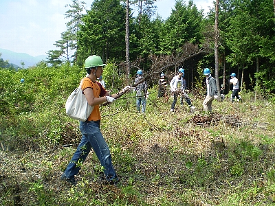 広葉樹の下刈りの様子