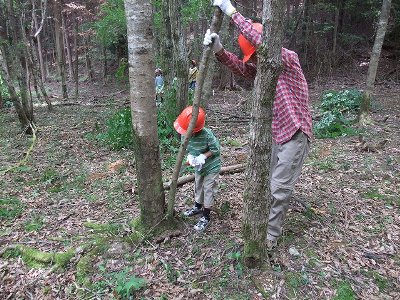 子どもも間伐作業に参加