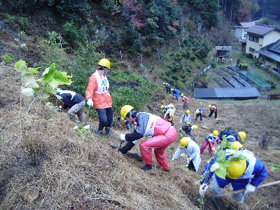 アジサイの植樹