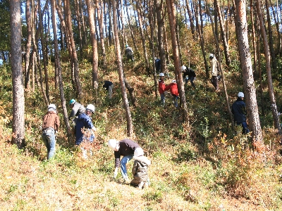 井手町でのマツ林整備