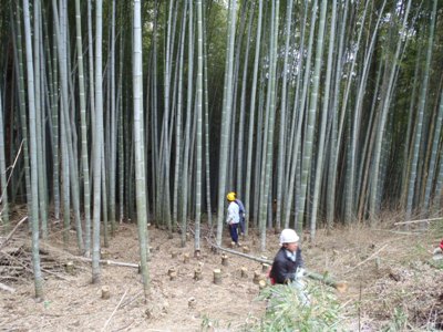 林縁がすっきり！