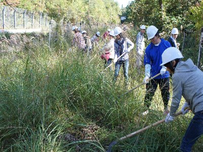 長カマによる一斉草刈り