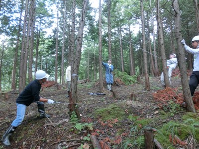 ヒノキの間伐作業