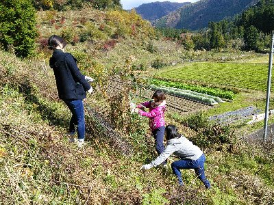 シカの食害から守るネットを取り外しています