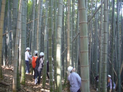 竹林整備の様子