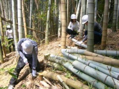 竹林を伐採中