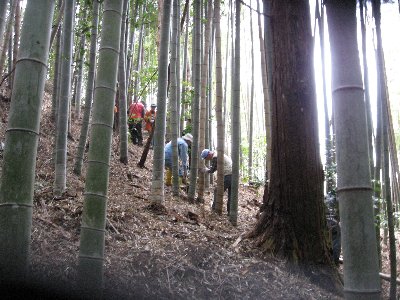 タケノコ堀り