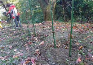 ヤマデブリ植樹後の様子